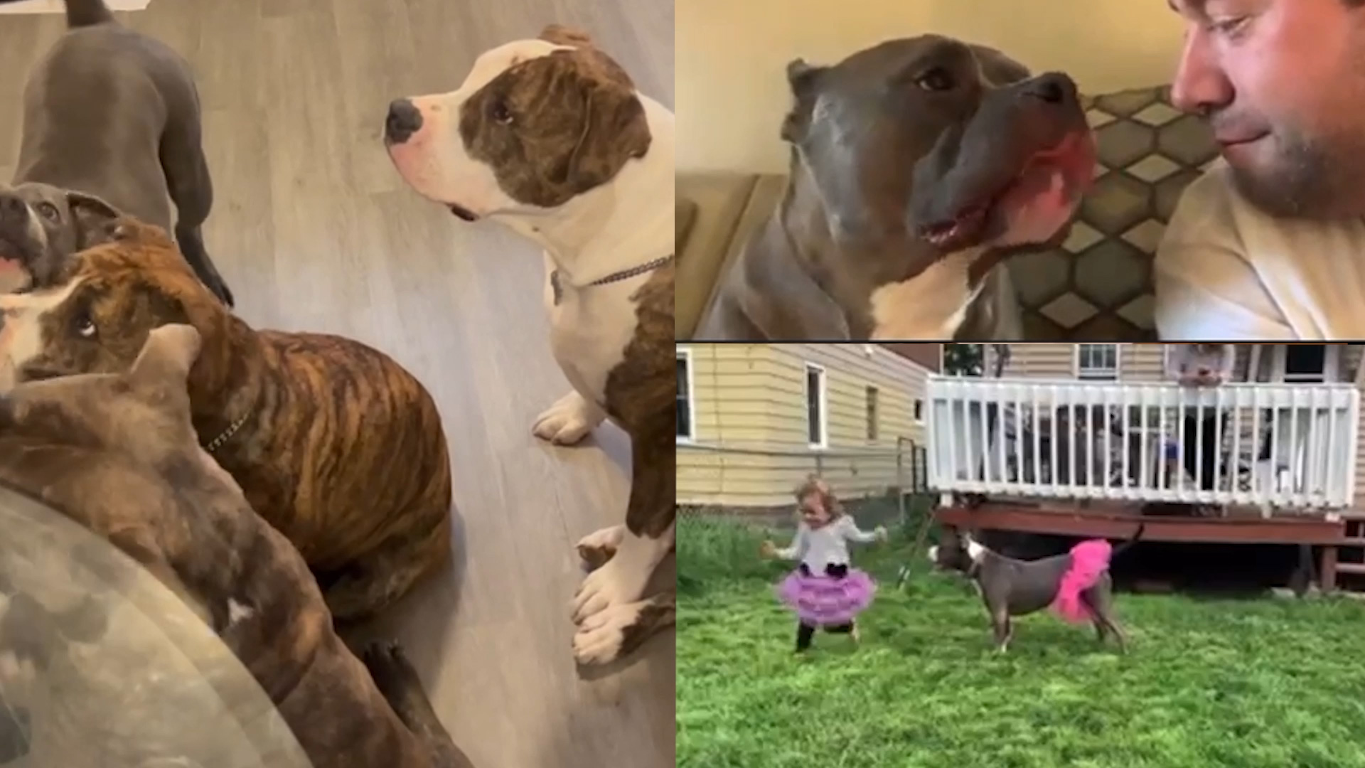 Kennel to Couch :30 Female VO